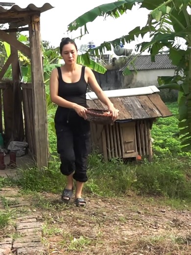 Life of a Country Girl: Harvesting Jicama Together