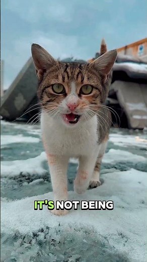 😳 Why Your Cat Puts Its Butt In Your Face (It's Actually Polite!) #shorts