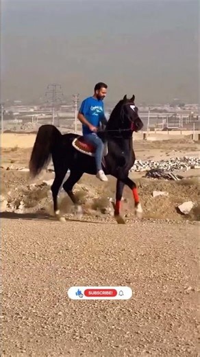 Majestic Horse Motion ⭐