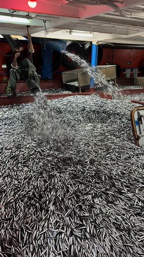 Inside a Fish Processing Facility: Workers in Action