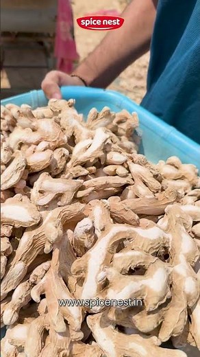 Processing Premium Dry Ginger