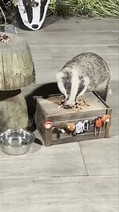 It was date night for Mr & Mrs Lumpy but they had a little row at the entrance to the restaurant so it was two separate tables tonight 🤣🐾🐾🐾🐾❤️ | Mr Lumpy & Friends.
