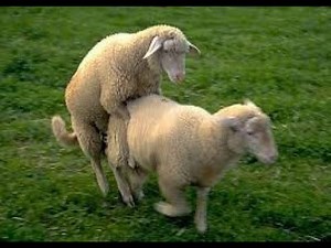 Sheep ki crossing kraiii// sheep mating in herd