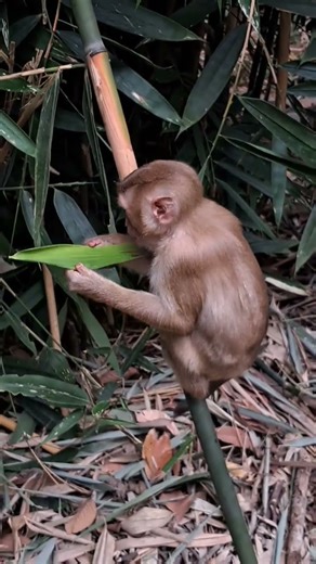 monkeynon bambo tree #shorts #monkey #animals #monkeylove