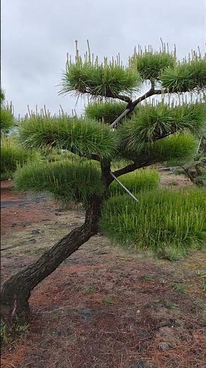 Refining a Multi-Stem Pine: Masterpiece Bonsai Pruning and Shaping #PineTreeCare #PinePruning #Pi...