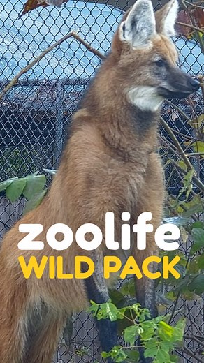 What Luigi & Lucky are up to! 🦊 Our Maned Wolf pair living their best Wild Pack lives! From their fox-like features to those incredible long legs, these endangered beauties demonstrate why Maned Wolves are such unique canids ✨ These remarkable animals face threats from habitat loss and vehicle strikes, making conservation efforts essential for their survival! Captivate your classroom only on zoolife. Learn more at zoolife.tv/educators #manedwolf #manedwolves #zoolife #teacherlife #STEMeducation