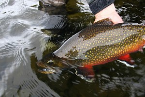 4.4K views · 179 reactions | We learn from Bill Spicer some techniques for using caddis flies to catch Brook Trout. Orvis Fly Fishing Scientific Anglers | The New Fly Fisher | Facebook