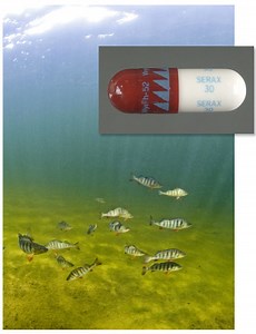 This is your fish on drugs: lowered inhibition, antisocial behavior, and munchies