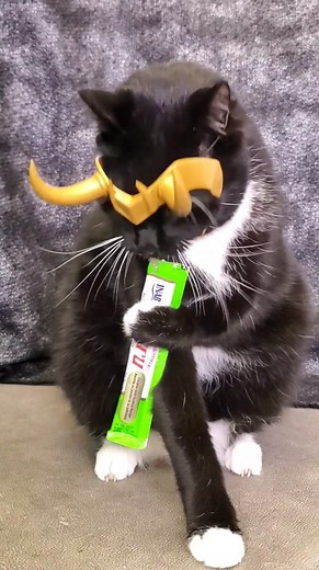 The God of Mischief and waking you up at 4 am for food. | Cat Cosplay