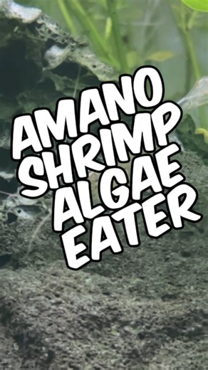 My Experiences With Amano Shrimp As Algae Eaters In My Planted Tanks! Amano Shrimp are one of the best algae eaters you can add to a freshwater aquarium, and they’ve earned that reputation for good reason. These shrimp are hardworking, versatile, and constantly foraging, which makes them a favorite among aquarists who want a natural way to keep their tanks clean. In my own aquariums, I’ve seen Amano Shrimp consume huge amounts of brown diatom algae and soft green algae, which can otherwise take 