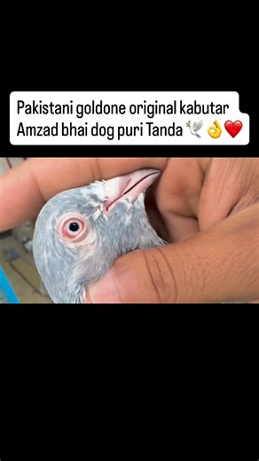 @dilshad_top_rampur on Instagram: "Original Pakistani goldone kabutar #pigeon #insta #viral #kabutar 🕊️👌❤️"
