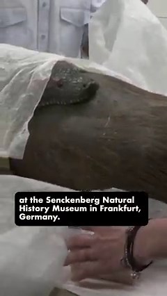 A famed anaconda swallowing a giant capybara was given a restoration from experts and taxidermists in Frankfurt, Germany. Check it out. #CGTNAmerica | CGTN