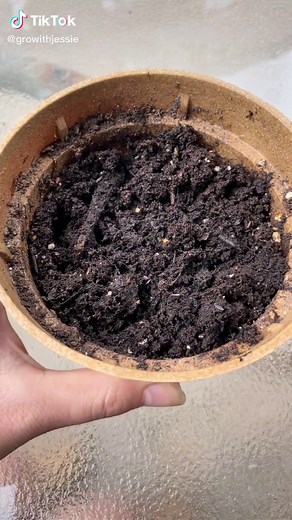Growing Beautiful Chia Plants: Blooming Purple-Blue Flowers and Nutrient-Packed Seeds