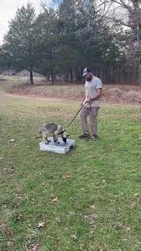 Introducing “Place” Without Pressure | Puppy Foundations