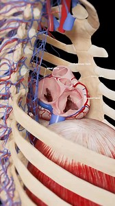 3d animation | Science Of Medicine