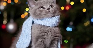 Tricot : fermer une couture en grafting