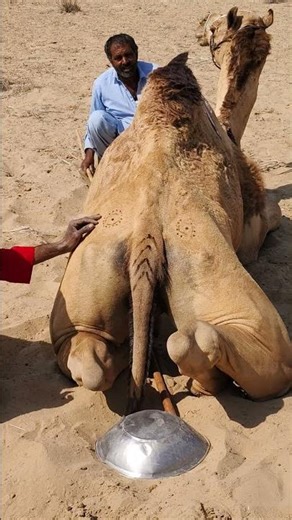 رجل في الصحراء يُرضي جمله بالعزف على إناء لتسليته #camelculture