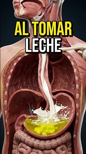 🥛 Tomas Leche Y Esto Pasa Dentro Del Cuerpo 😲