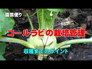コールラビの栽培管理 収穫までのポイント