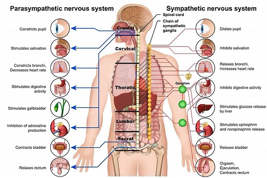 Autonomic Dysreflexia In Spinal Cord Injuries | Reeve Foundation