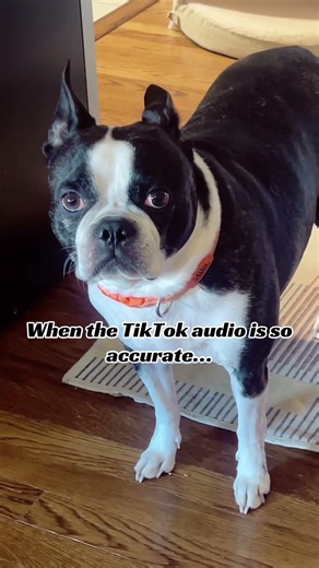 Talkative Boston Terrier Perfectly Matches Viral TikTok Audio #dogvideo #talkativedog #tiktokaudio