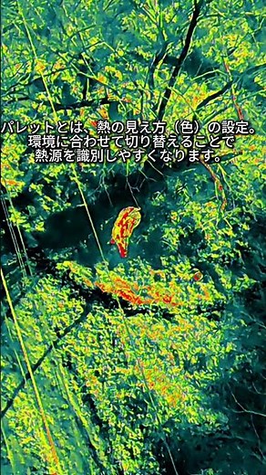 獣害対策に赤外線ドローン Wildlife Thermal Imaging #drone #fpvドローン #bluedrone #仙台ドローン #matrice4t #宮城ドローン