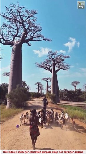 😲 Baobab Tree Facts That Will Surprise You #shorts