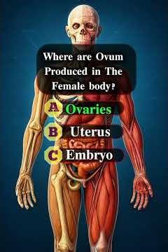 5 Tricky Questions on Human Reproduction – Can You Score 5/5? | Quiz Bolt
