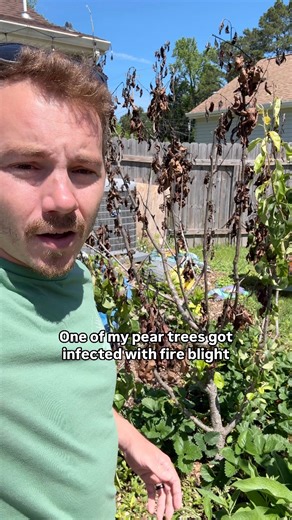 61K views · 899 reactions | Fireblight is devastating…My pear tree is...