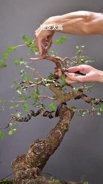 Learn to make bonsai, pruning of fragrant wood, bonsai shaping sharing #Golden Apple Tree