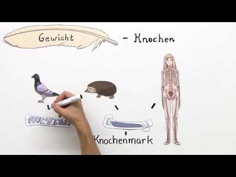 VÖGEL | ANPASSUNG AN DEN FLUG | Biologie | Biologie der Tiere (Mittelstufe)