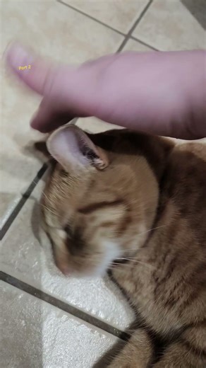 I got infinite taps again :3 #cat #orangecat #catsofyoutube #funnycat #cutecat