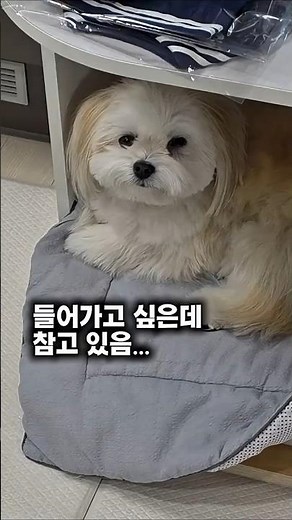 #마루이야기 들어가고 싶은데 끝까지 참고 있는 마루, 그 곳은 바로...