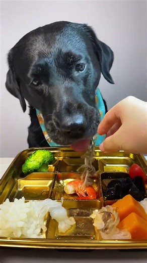 What Your Vet Doesn't Want You to Know About Dog Food