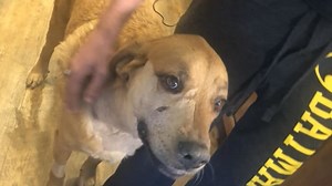 Dog shot by sheriff's deputy responding to house alarm