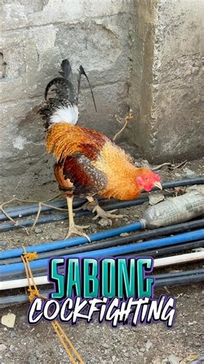 For Sabong , Cockfighting Rooster