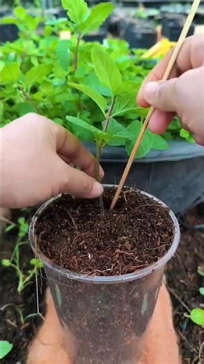 Fast Mint Propagation Secrets - How To Clone Mint Plants