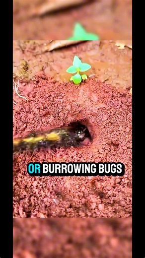 Not magic… but Chinese genius! 🐜🇨🇳 Using ants to hunt hidden insects — nature’s own pest control. #NaturalGenius #fblifestyle | PusangGala