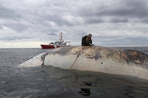 Experts seek place to dissect right whales to determine cause of deaths