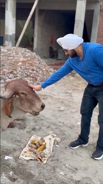 The Reality of Hungry Cows on Our Streets
