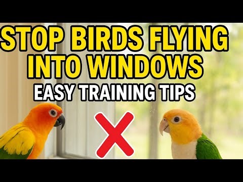 Stop Your Bird From Flying Into Windows | Easy Training Tips
