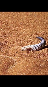 292K views · 1.3K reactions | #animals #documentary #fish #bird #insect #hunting #reel #seaworld #wildlife #ocean | The living world | Facebook