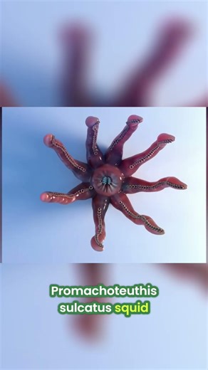 25 Deadliest Animal Mouths That Will Terrify You! #shorts