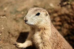 Prairie Dog Management
