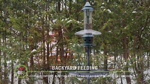 3.3K views · 33 reactions | For some, attracting Northern Cardinals is as simple as 1, 2, 3, but for others, it's more like ((28x7)-(52:4))+10.6. Here's our solution! | Brome - Squirrel Buster | Facebook