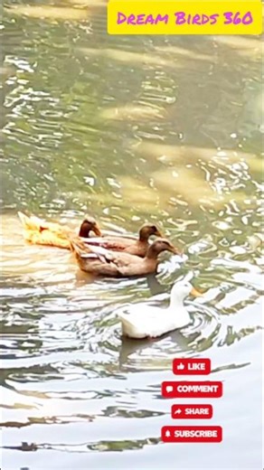 wow amazing duck swimming #shortvideo #birds #anmals