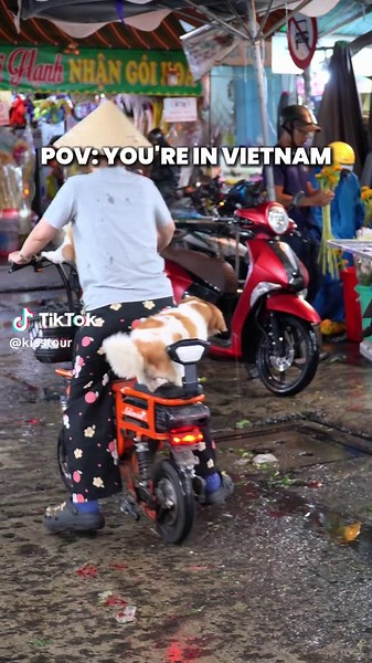 Welcome to the real Vietnam, where nothing makes sense but somehow everything work. From the traffic to the street eats, it's chaotic, charming and 100% unforgettable 🇻🇳✨ #OnlyInVietnam #ThisIsVietnam #VietnamUnfiltered #KissTour #ExploreVietnam #VietnamCulture #SoutheastAsiaTravel #VietnamVibes #AuthenticVietnam #RealAsia #HoChiMinhCity #VietnamDiaries #vietnamlife