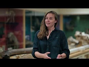 Shark shock – scientists discover filter-feeding basking sharks are warm-bodied like great whites