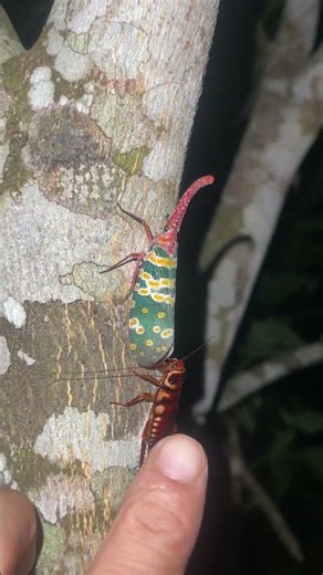 Lantern bug and cockroach