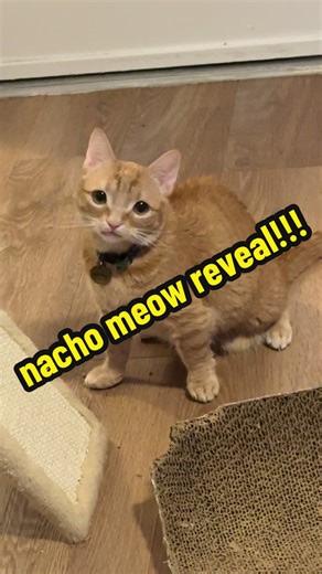 Nacho's First Meow Reveal: Watch His Adorable Reaction!